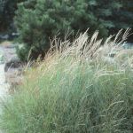 Miscanthus sinensis 'Yaku Jima Dwarf'